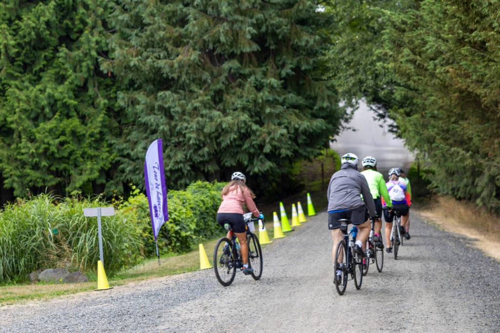 Sequim Gazette photo by Tom Buscher/ Tour de Lavender participants leave Purple Haze Lavender Farm on Saturday, Aug. 1, heading to the next stop on the six-farm bicycle route. Riders traveled through the Sequim-Dungeness area while supporting the Peninsula Trails Coalitions efforts to improve and maintain the Olympic Discovery Trail.