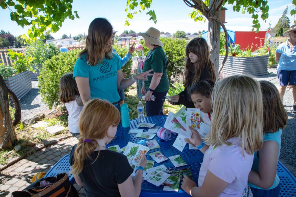 Sequim Gazette photos by Monica Berkseth/ Members of the Sequim Boys & Girls Clubs Garden Club decide which seed packets they want to take as souvenirs during their trip last week to the Community Organic Garden of Sequim. They were welcomed by Master Gardeners and community gardeners who shared gardening tips.