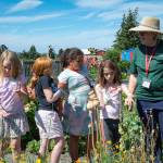 Sequim Gazette photo by Monica Berkseth/ Master Gardener Pam Anzalotti, right, leads Boys & Girls Club Garden Club members, from left, Maisie Massey-Silliman, 7, Ella Holland, 10, Amiylah West, 7, and Eva Neer, 8, through a tour of the Community Organic Garden of Sequim near St. Lukes Episcopal Church during a field trip on July 30.