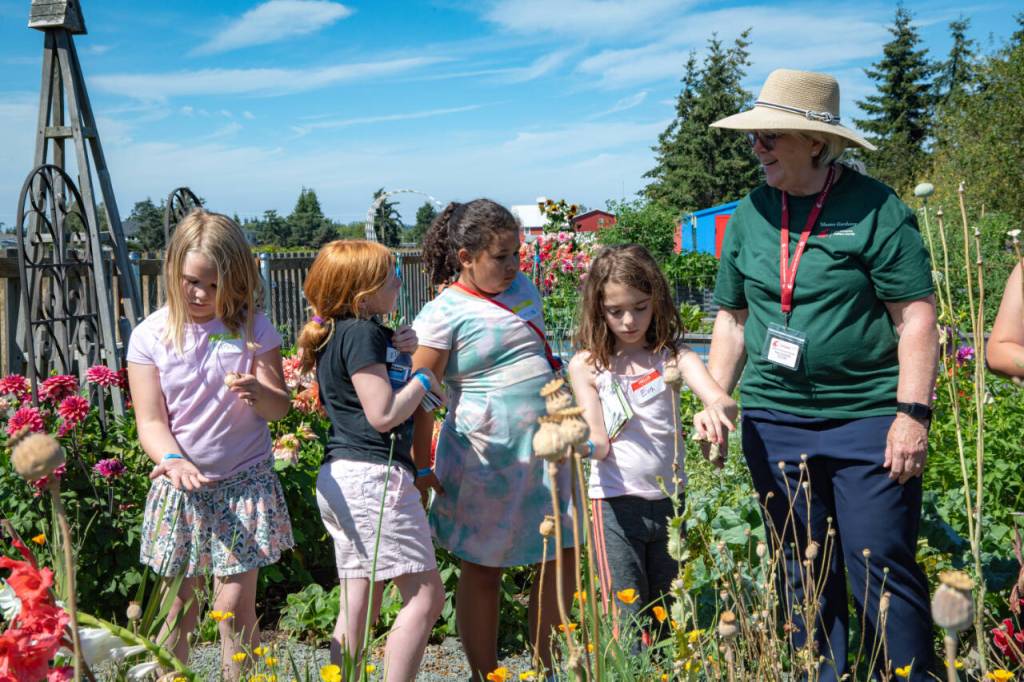 Sequim Gazette photo by Monica Berkseth/ Master Gardener Pam Anzalotti, right, leads Boys & Girls Club Garden Club members, from left, Maisie Massey-Silliman, 7, Ella Holland, 10, Amiylah West, 7, and Eva Neer, 8, through a tour of the Community Organic Garden of Sequim near St. Lukes Episcopal Church during a field trip on July 30.