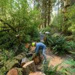 Gray Wolf Trail Crew volunteer Martin Knowles moves cut rounds from the Hoh River Trail on Aug. 5 as Randy Kraxberger continues cutting a fallen tree farther up the trail. The crew removed the obstruction so an approaching pack string carrying tools and other supplies could continue toward camp.