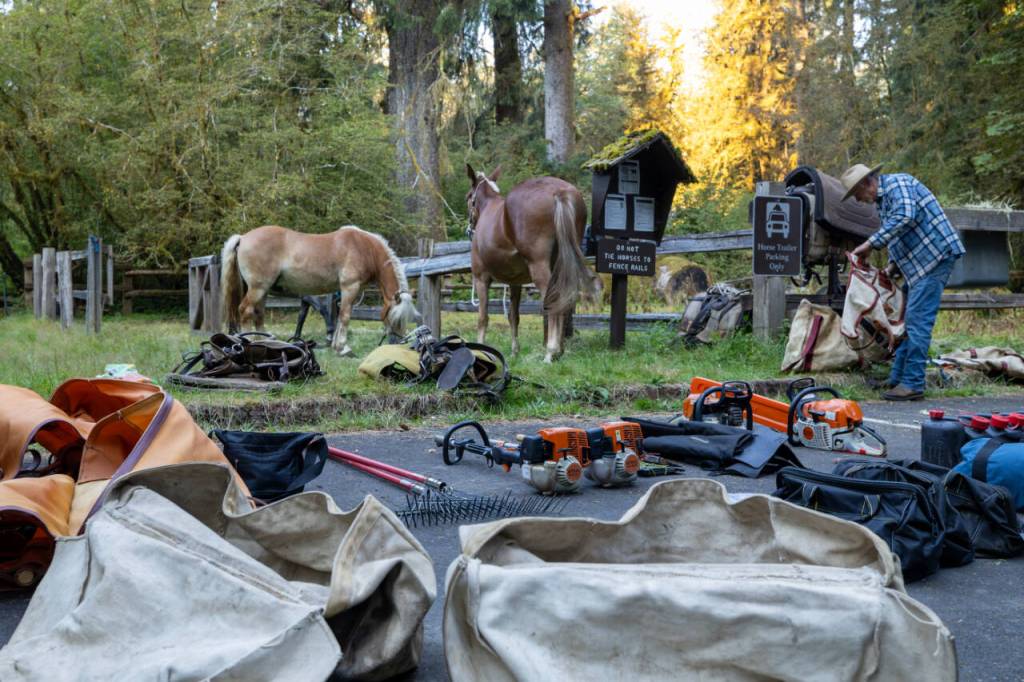 Volunteer packer Harold Wiese organizes gear at the Hoh River Trail stock corral on Aug. 5 as trail-maintenance equipment, pack saddles and panniers are prepared for loading. Horses and mules would carry the tools, camping gear and supplies nearly 10 miles into Olympic National Park for a five-day Gray Wolf Trail Crew project on the Hoh Lake Trail.