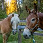 Sequim Gazette photos by Tom Buscher/ A horse and a mule wait at the Hoh River Trail stock corral as volunteer packers prepare for a five-day Gray Wolf Trail Crew project in Olympic National Park. Horses and mules carried the crews tools, camping gear and supplies nearly 10 miles into the backcountry.