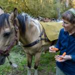 Rebecca Wanagel offers carrots to one of the pack animals at the Hoh River Trail stock corral before heading out on a five-day Gray Wolf Trail Crew project in Olympic National Park. Wanagel leads the Gray Wolf Trail Crew and serves as project director for the Peninsula Chapter of Back Country Horsemen of Washington.