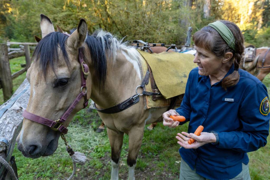Rebecca Wanagel offers carrots to one of the pack animals at the Hoh River Trail stock corral before heading out on a five-day Gray Wolf Trail Crew project in Olympic National Park. Wanagel leads the Gray Wolf Trail Crew and serves as project director for the Peninsula Chapter of Back Country Horsemen of Washington.