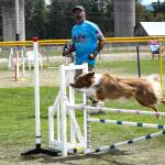 Sequim Gazette photos by Monica Berkseth 
Dan Salinas border collie Melody makes her way through a course at the Summer Agility Trials on Aug. 9 in Sequim.
