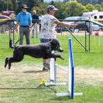 Laverna Chapman directs her poodle Sparkle through a course during the Summer Agility Trials on Aug. 9 hosted by the Hurricane Ridge Kennel Club. This course featured an A-frame, a dog walk, a teeter and more.